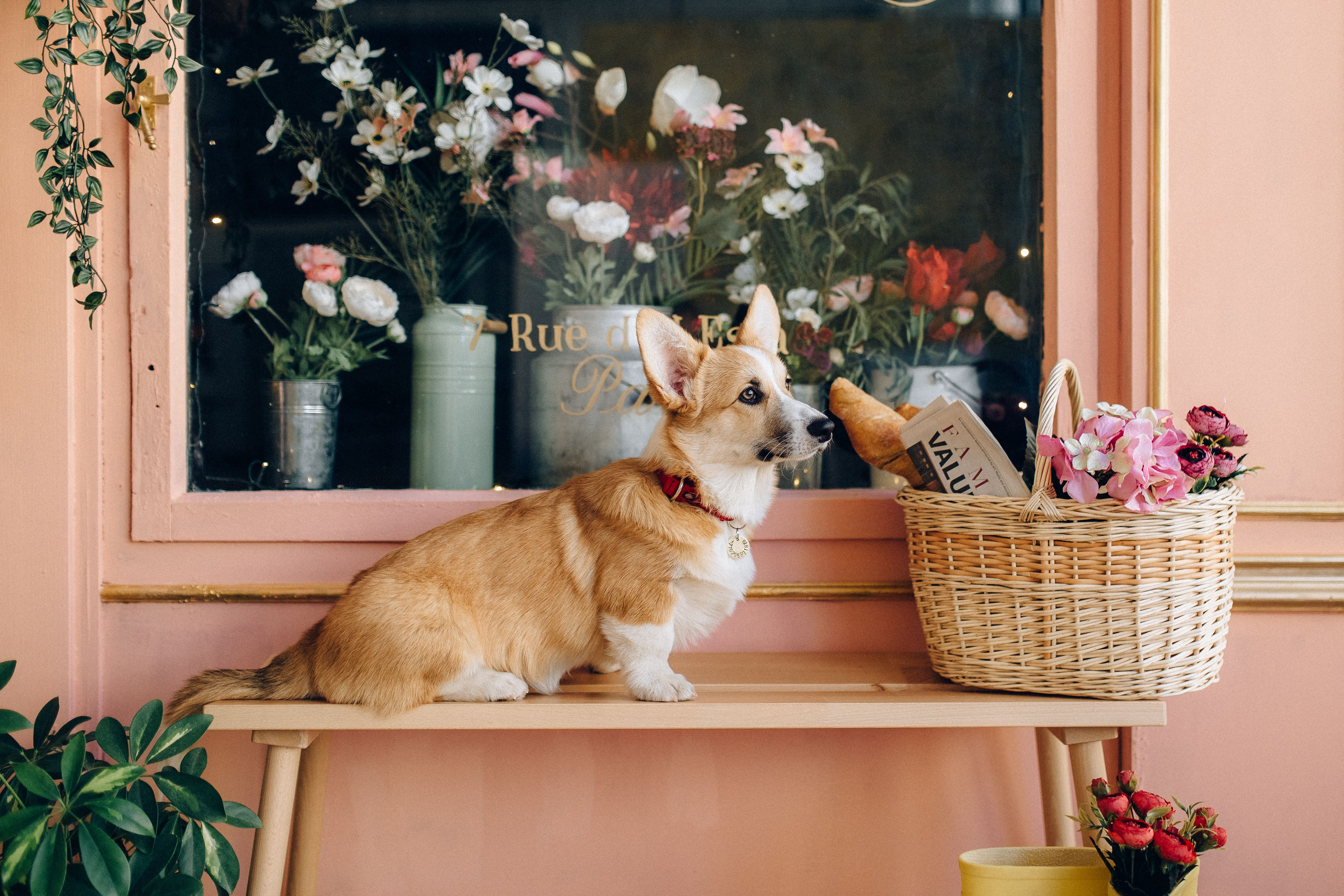 Organized pet supplies including food, toys, and accessories ready for delivery