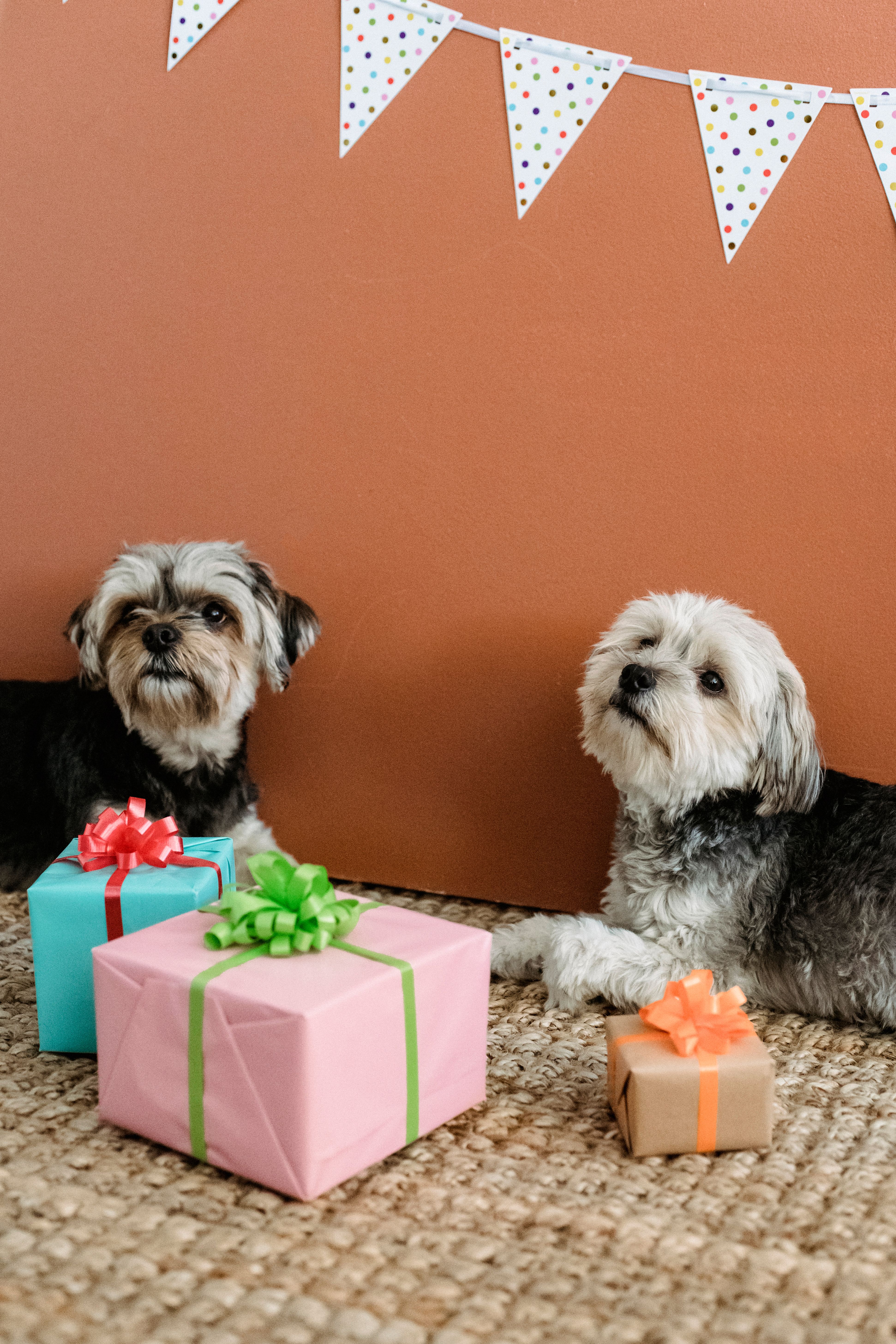 Happy dog with quality pet supplies including toys and food